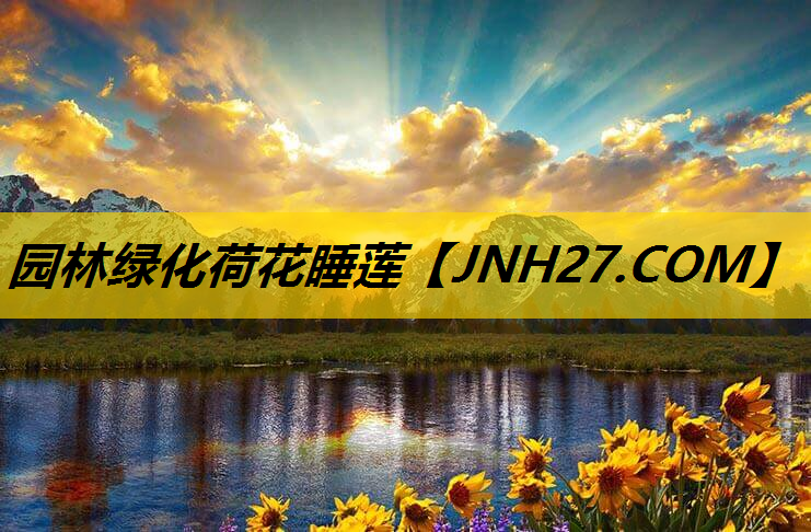 园林绿化荷花睡莲